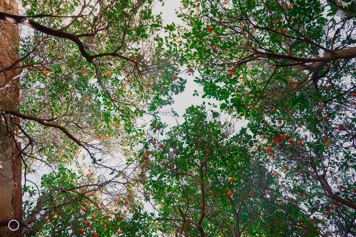 Portfolio Image