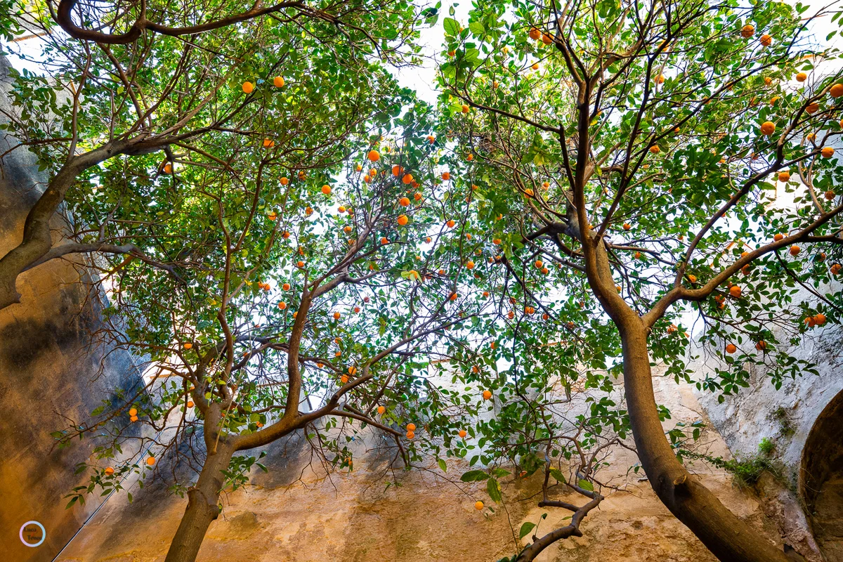 Portfolio Image